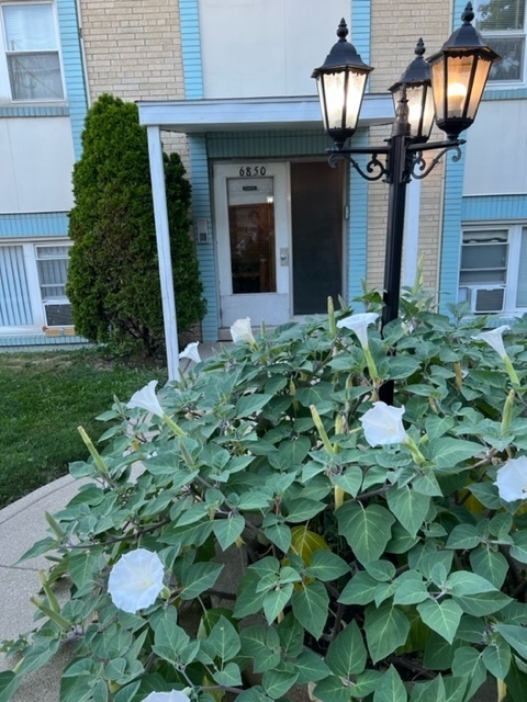 6850 Cermak Road, Unit 1B Berwyn, IL 60402 - Photo 15 of 15