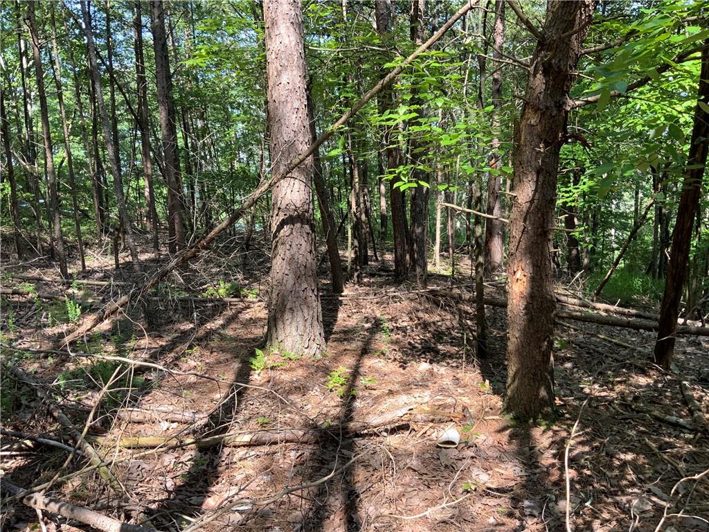 1335 Birch Lane Ranger, GA 30734 - Photo 7 of 10 a view of tree