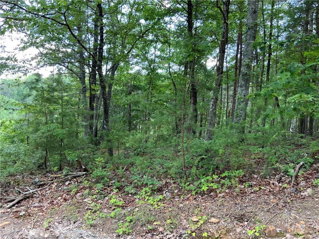 1335 Birch Lane Ranger, GA 30734 - Photo 8 of 10 a view of a lush green forest