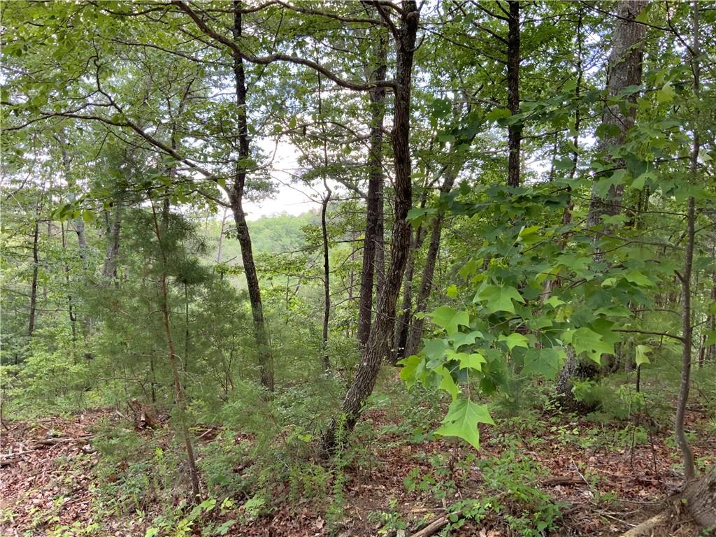 1335 Birch Lane Ranger, GA 30734 - Photo 10 of 10 a view of forest