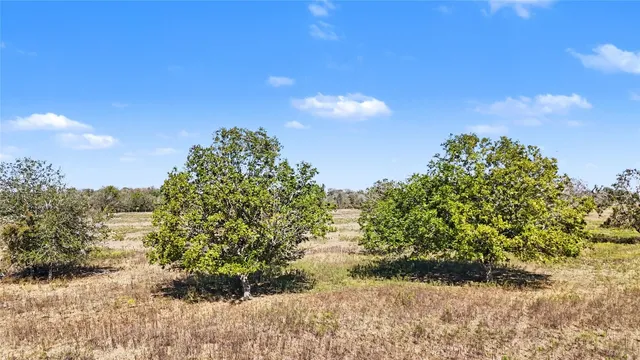 a view of a yard with a tree