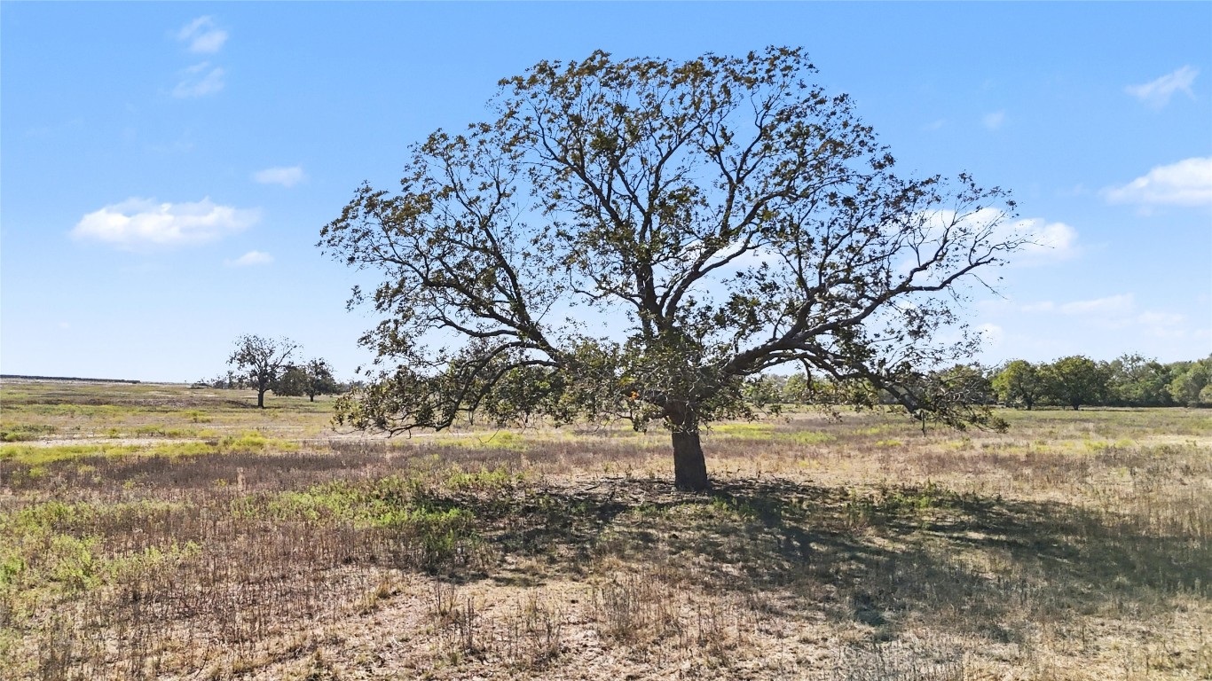 3 Fm 3158 Dale Dale, TX 78616 - Photo 6 of 17 a view of yard with trees