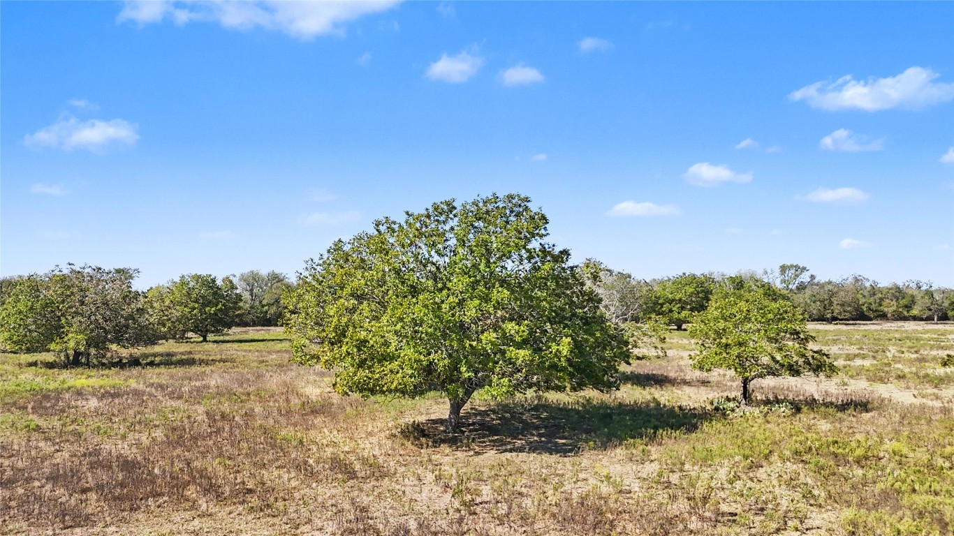 3 Fm 3158 Dale Dale, TX 78616 - Photo 10 of 17 a view of a yard with a tree
