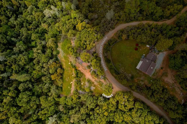 a view of a bunch of trees and bushes