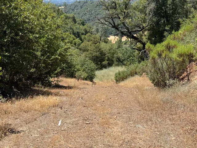a view of a yard with a tree