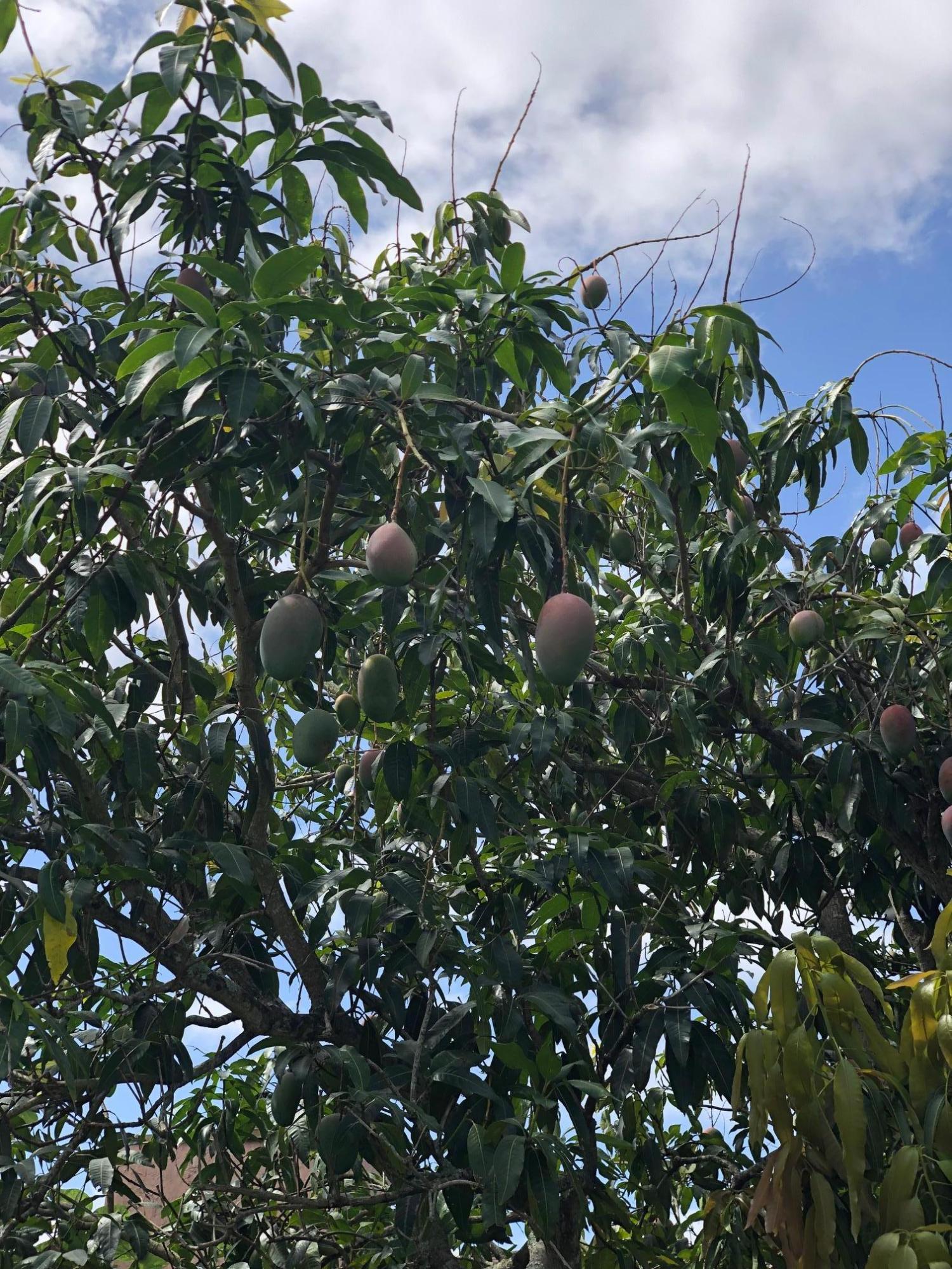 690 Connestee Road West Palm Beach, FL 33413 - Photo 18 of 19 Mature Fruit Trees