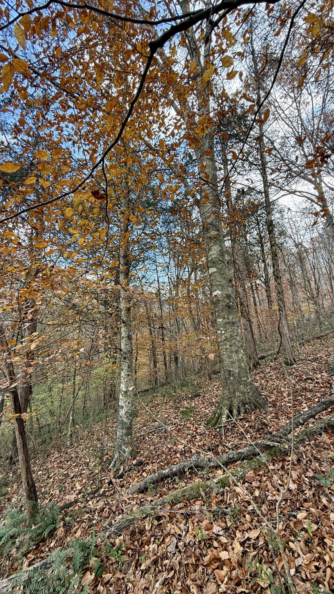 20 Sinking Cove Road Sherwood, TN 37376 - Photo 2 of 2 Sinking Cove (1)