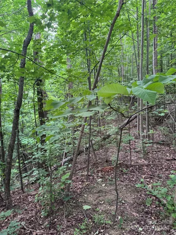 a view of a forest that has large trees