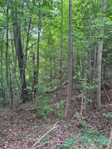 a view of a forest that has large trees