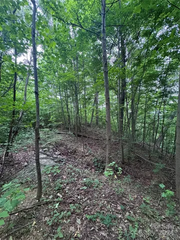 a view of a forest that has large trees