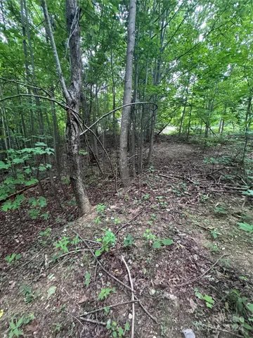 a view of a forest with trees in the background