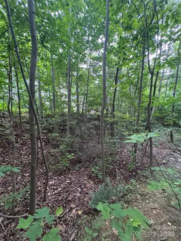 a view of a forest that has large trees