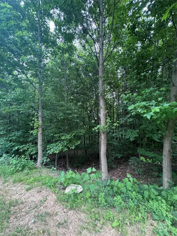 a view of a lush green forest with lots of trees
