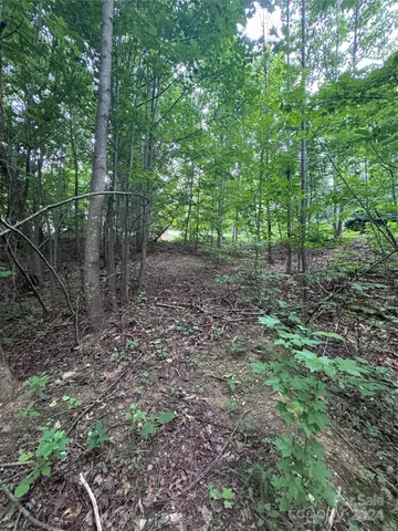 a view of a forest that has large trees