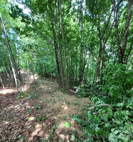 a view of a tree in a yard
