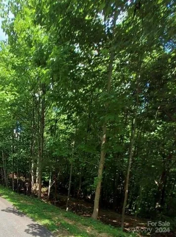 a view of a forest with trees in the background