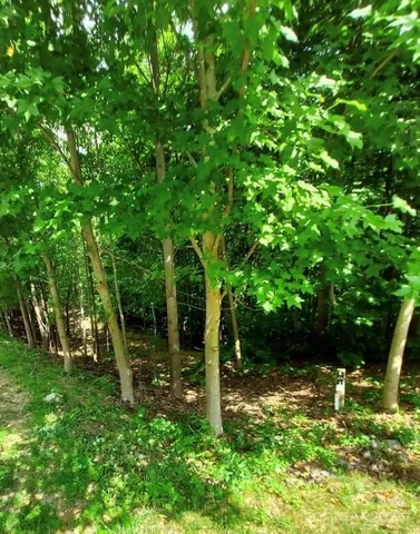 a view of a forest filled with trees