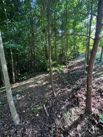 a view of a forest filled with trees