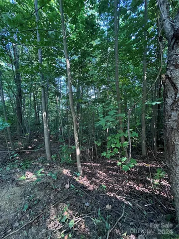 a view of a forest with trees in the background