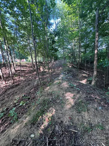 a view of a lush green forest