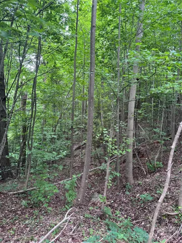 a view of a forest with trees and flowers