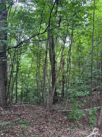 a view of a forest with trees