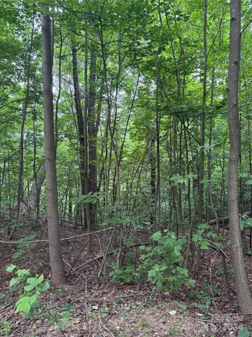 a view of a forest that has large trees