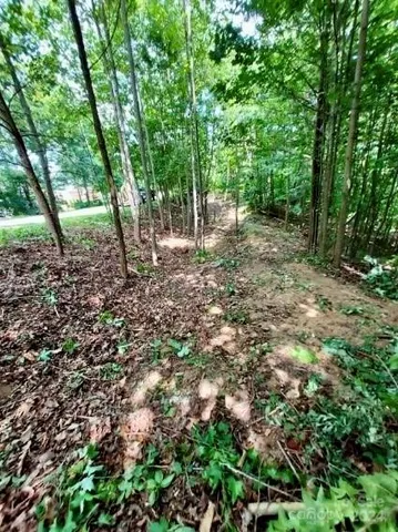 a view of a forest with trees in the background