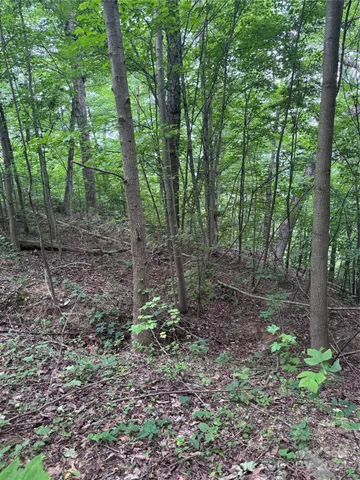 a view of a forest with trees in the background