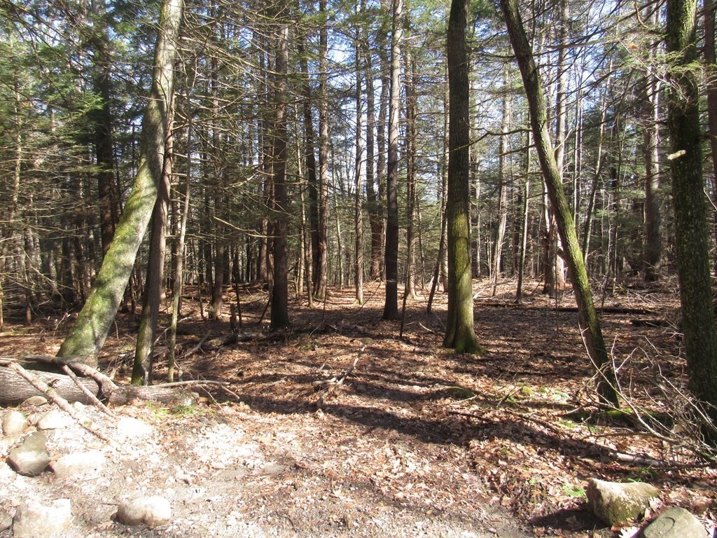 a view of a yard with large trees