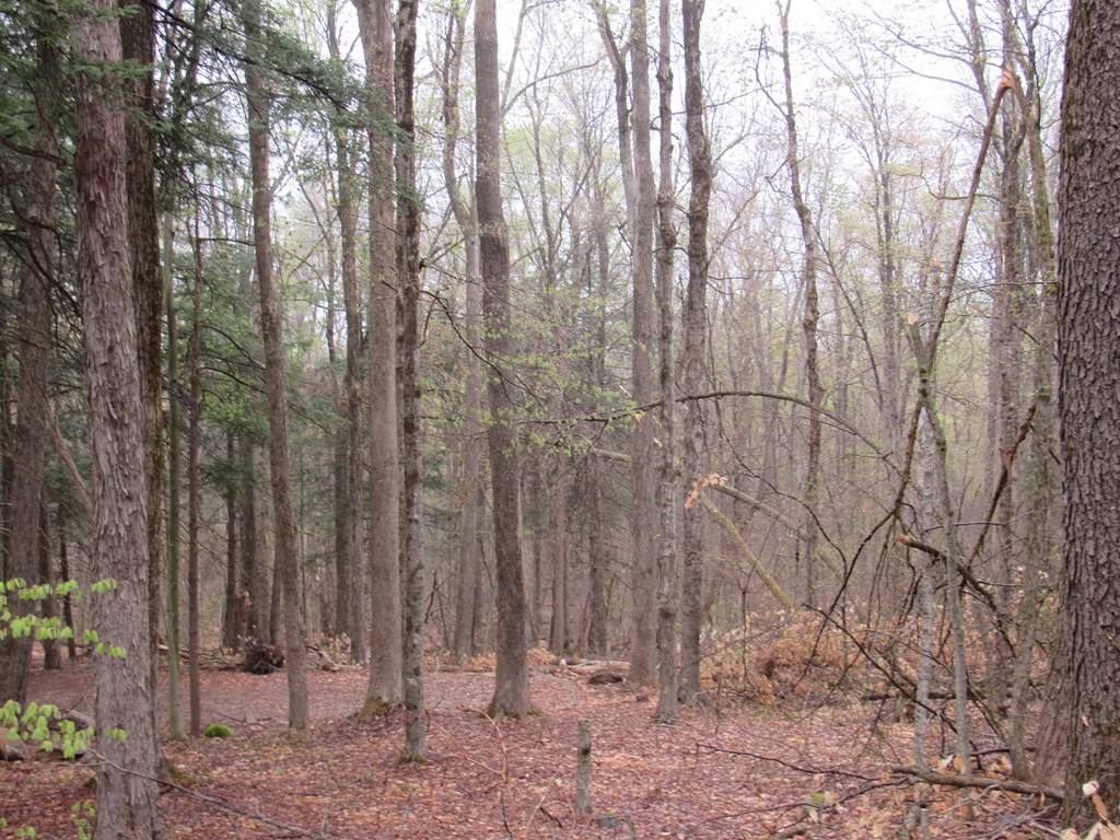 Lot 25 Lynes Road Chester, MA 01011 - Photo 3 of 3 a view of covered with trees