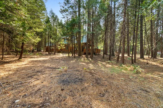 a view of a park with large trees