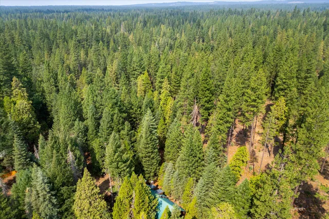 a view of a lush green forest with a lush green forest