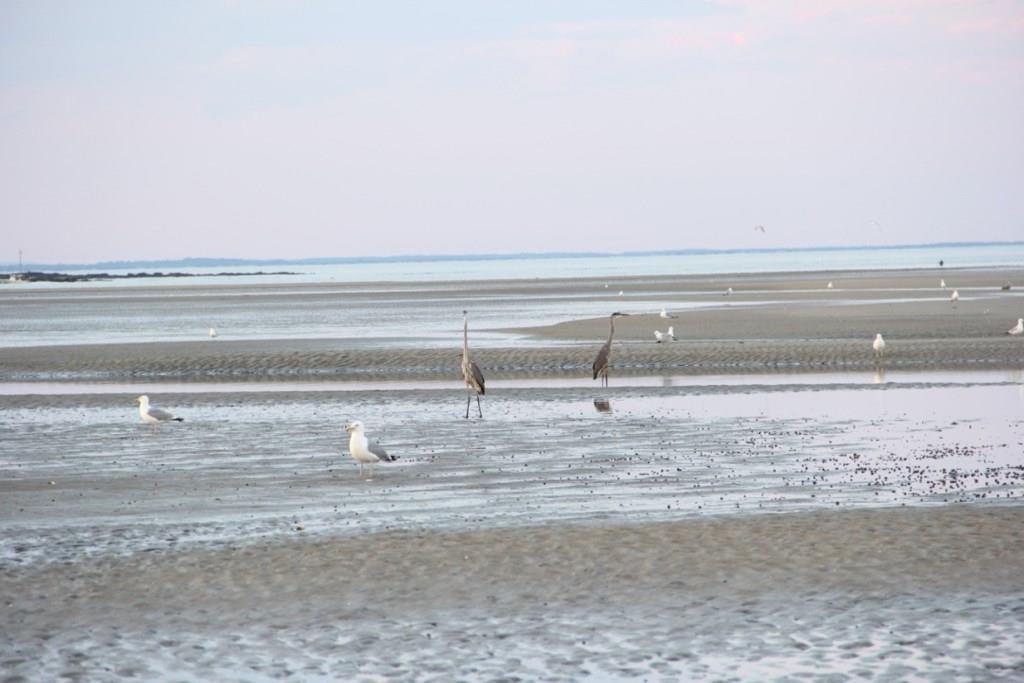 250 Hills Beach Road Biddeford, ME 04005 - Photo 27 of 28 The bird life is interesting. Walk...