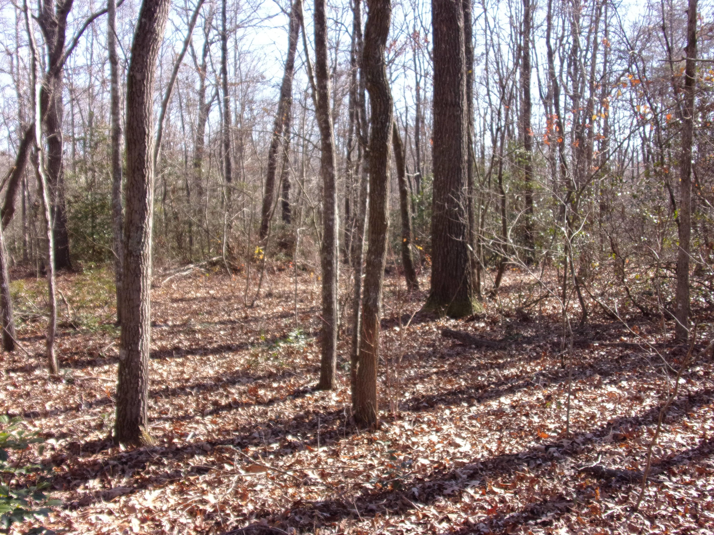 0 Cedar Road Pikeville, TN 37367 - Photo 11 of 24 101_0427