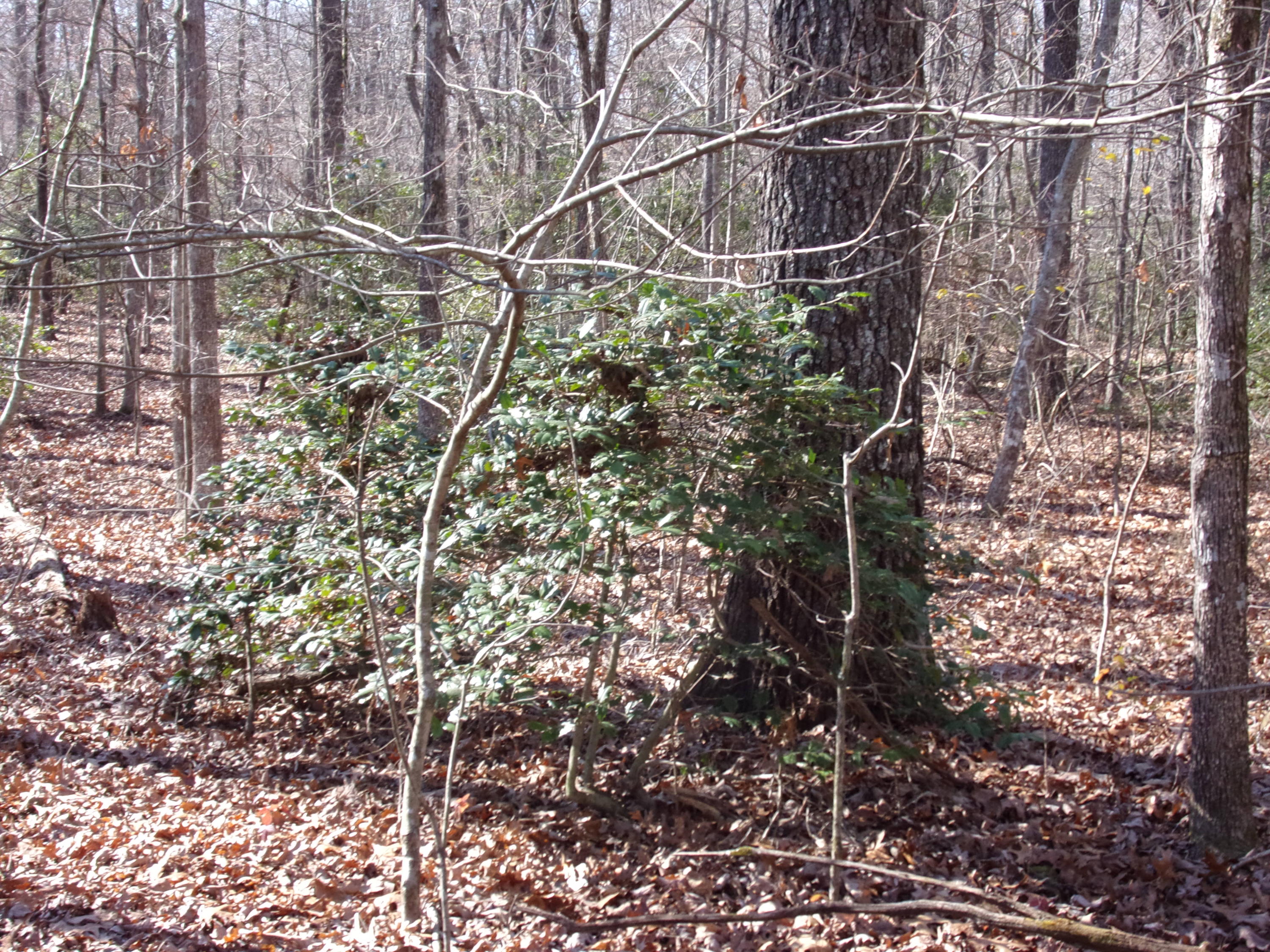 0 Cedar Road Pikeville, TN 37367 - Photo 12 of 24 101_0428