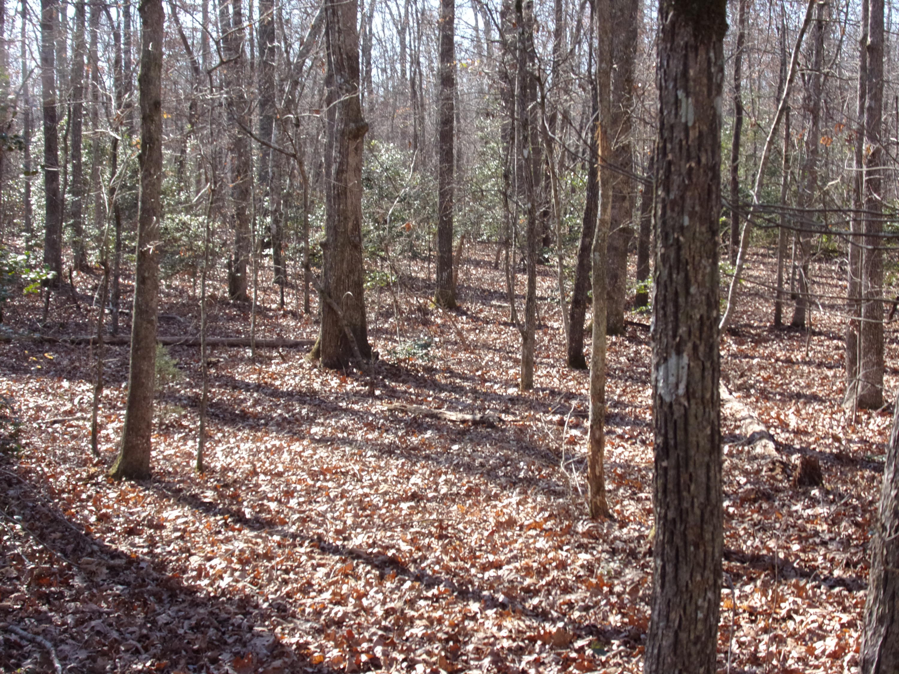 0 Cedar Road Pikeville, TN 37367 - Photo 13 of 24 101_0429