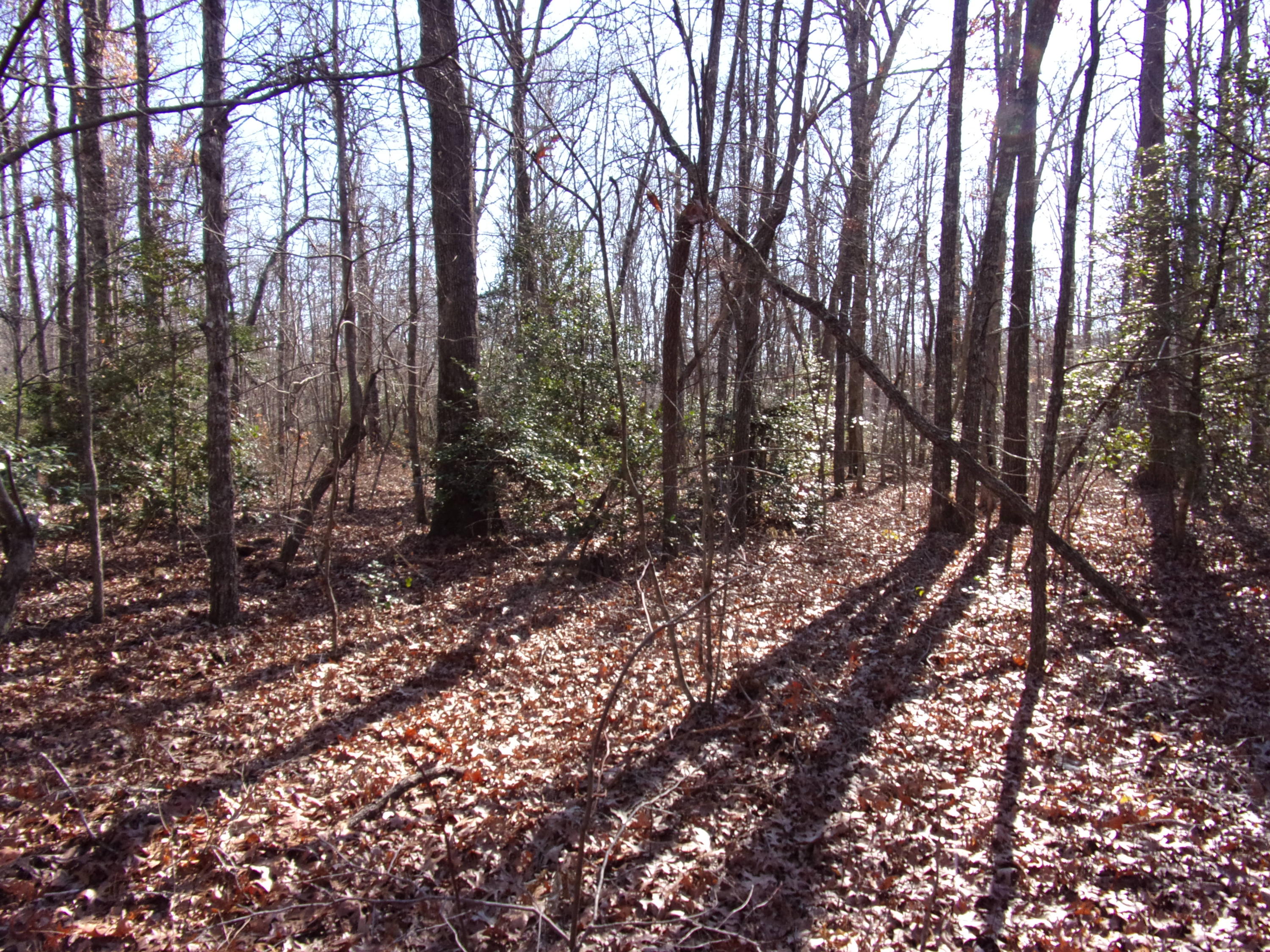 0 Cedar Road Pikeville, TN 37367 - Photo 8 of 24 101_0424