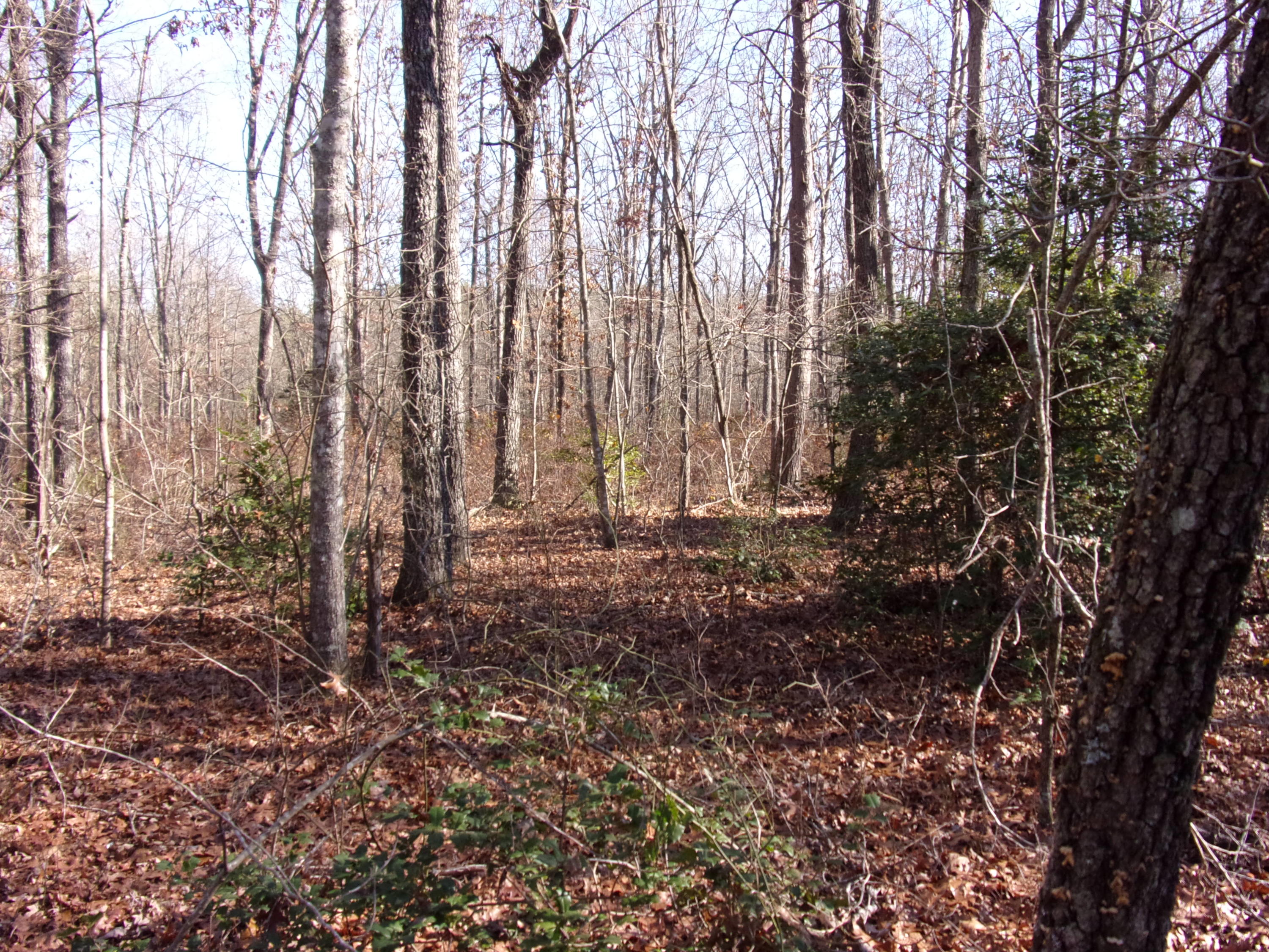 0 Cedar Road Pikeville, TN 37367 - Photo 9 of 24 101_0425