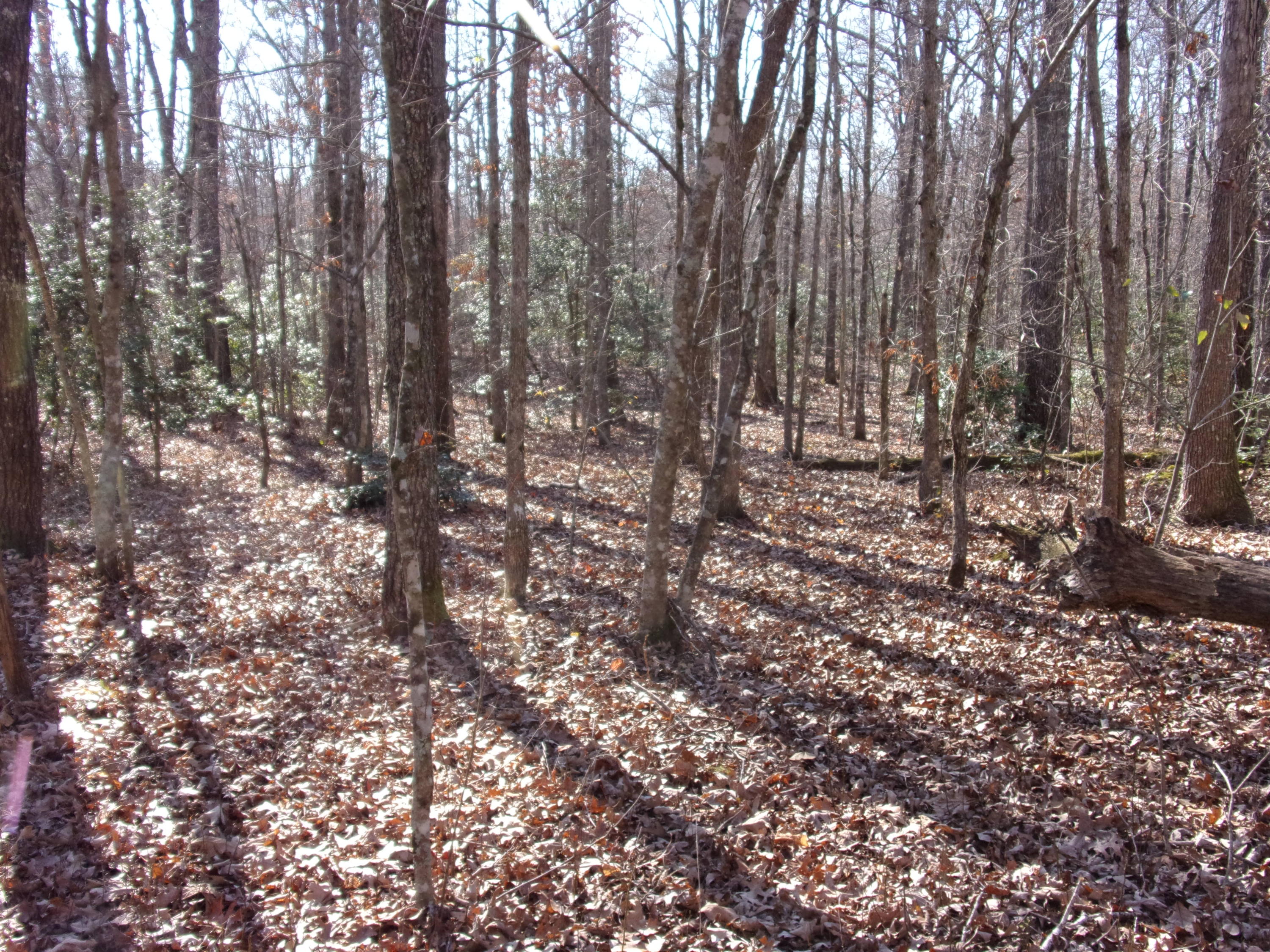 0 Cedar Road Pikeville, TN 37367 - Photo 10 of 24 101_0426