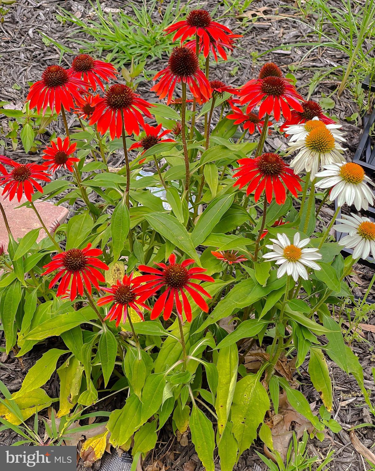 22338 White Oak Road Leonardtown, MD 20650 - Photo 57 of 66 a view of a flower