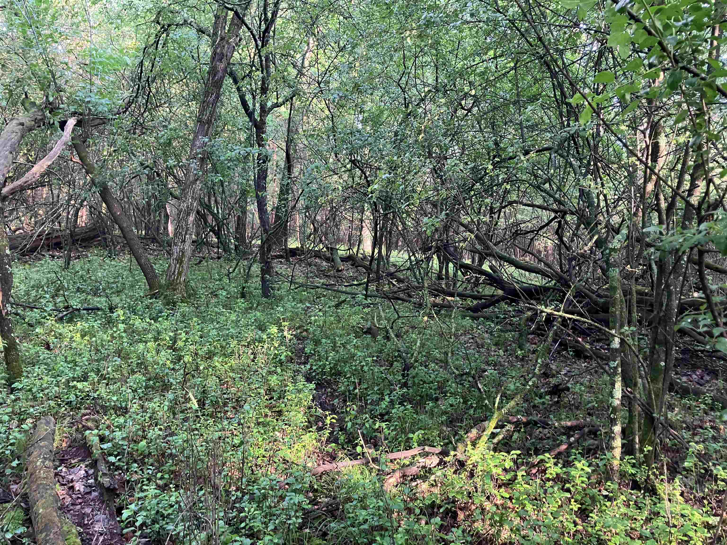 South Lake Road Wild Rose, WI 54984 - Photo 3 of 7