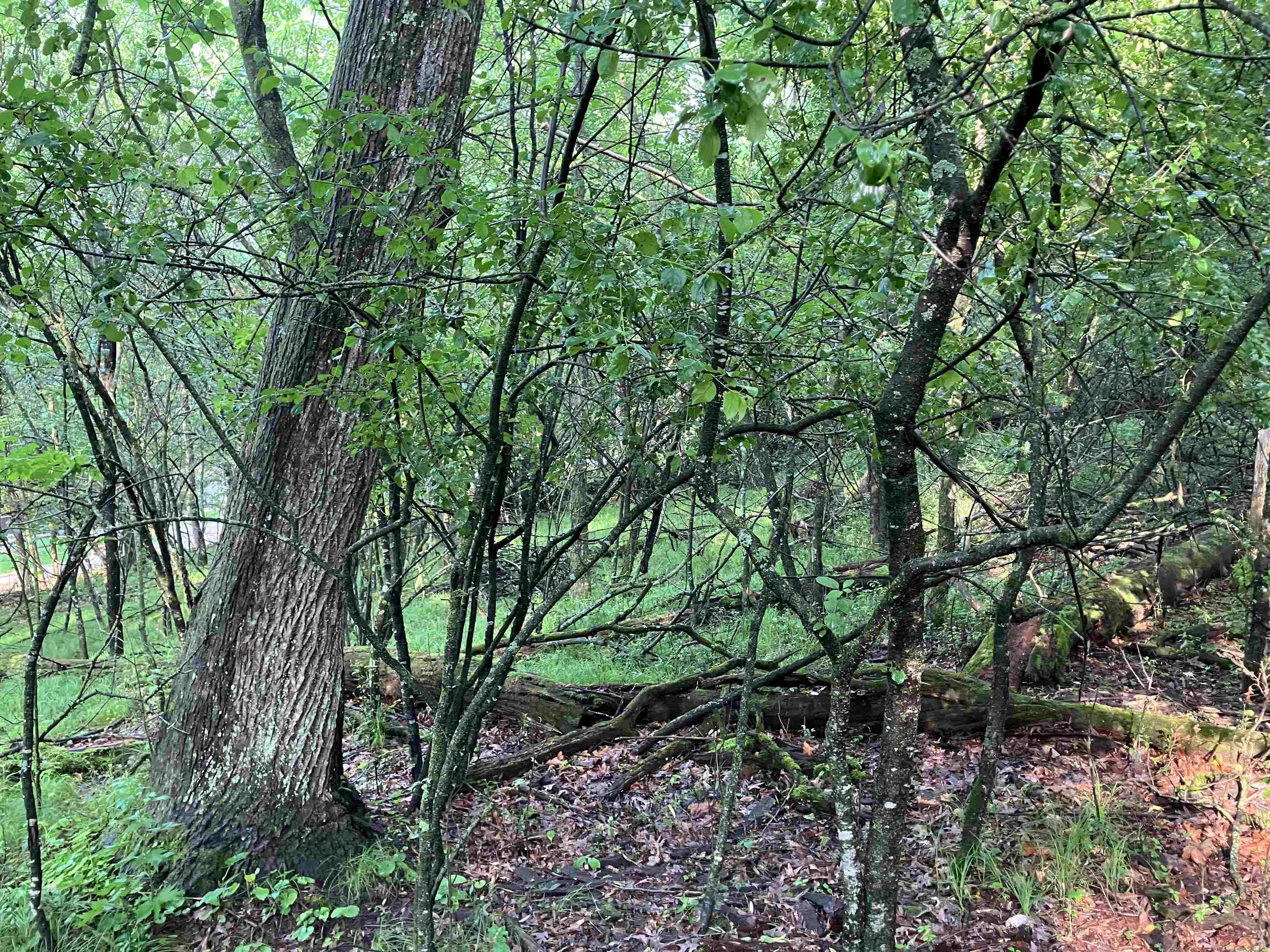 South Lake Road Wild Rose, WI 54984 - Photo 4 of 7