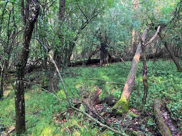 $36,900 | South Lake Road, Wild Rose, WI 54984