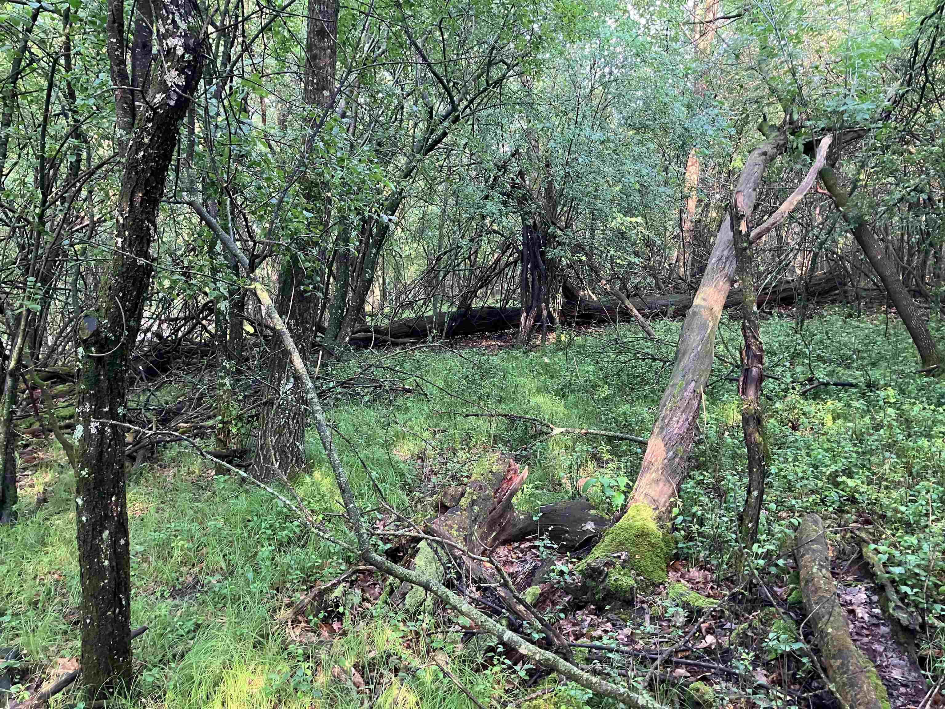 South Lake Road Wild Rose, WI 54984 - Photo 5 of 7