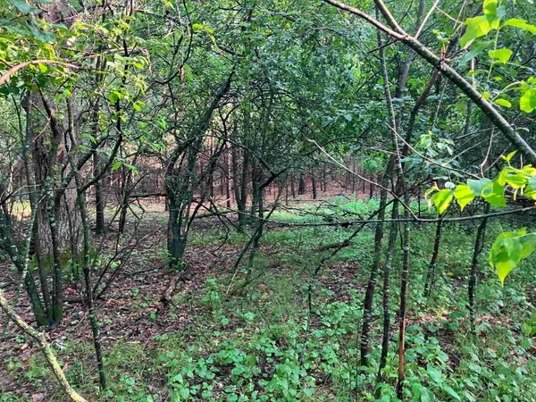 $36,900 | South Lake Road, Wild Rose, WI 54984