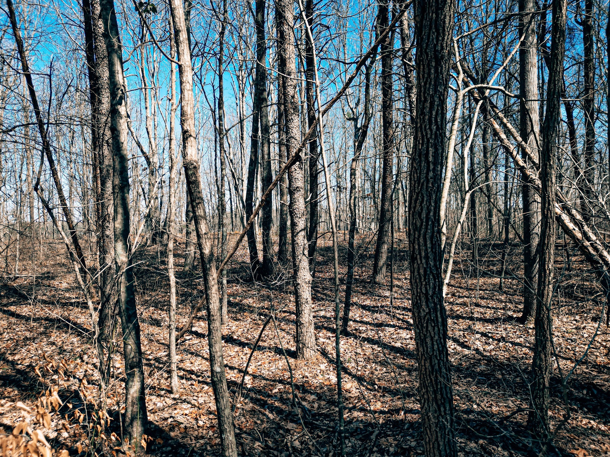 73 Twilight Point Monteagle, TN 37356 - Photo 11 of 13 a view of outdoor space