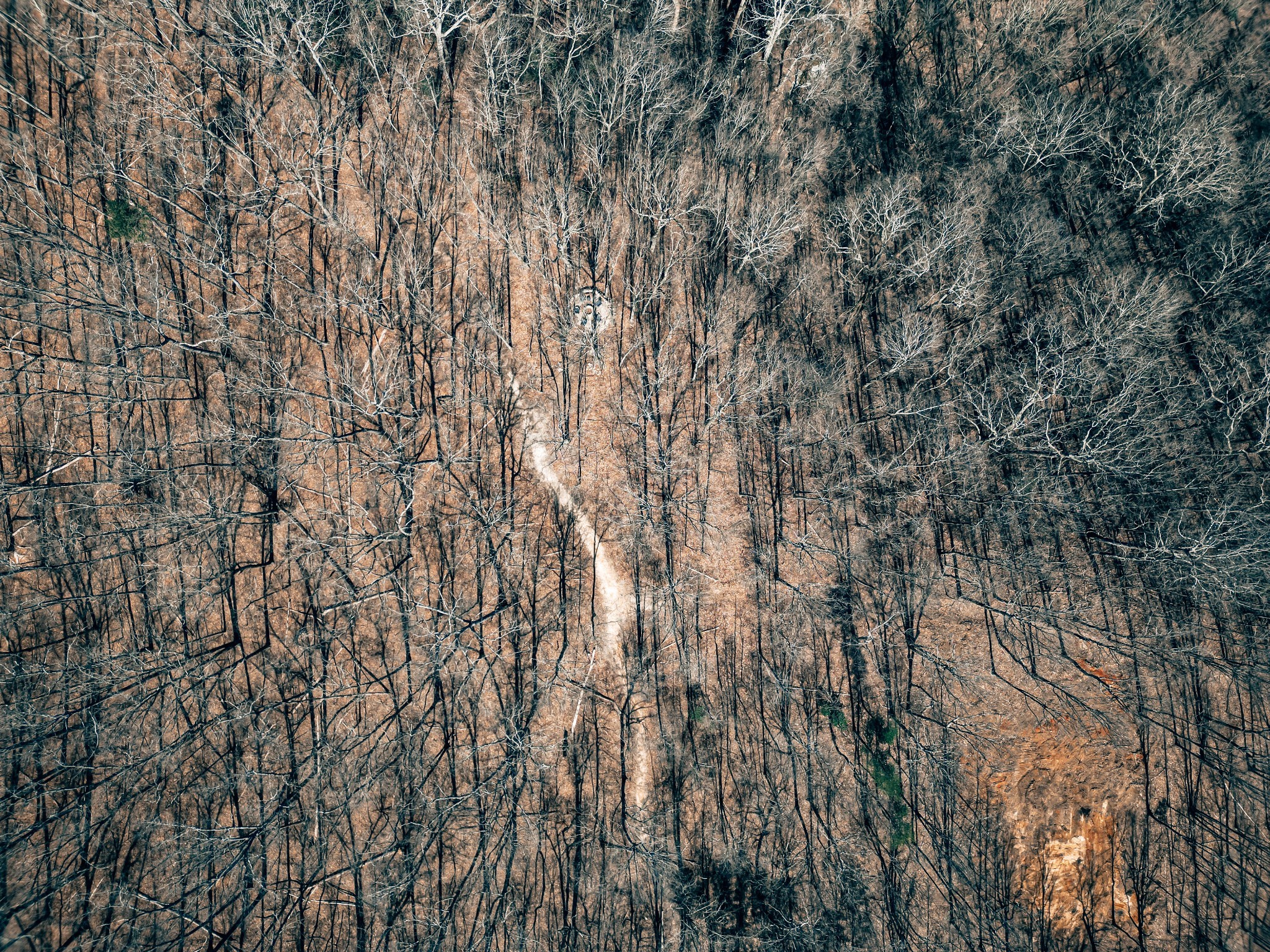 73 Twilight Point Monteagle, TN 37356 - Photo 6 of 13 a view of a yard with a tree