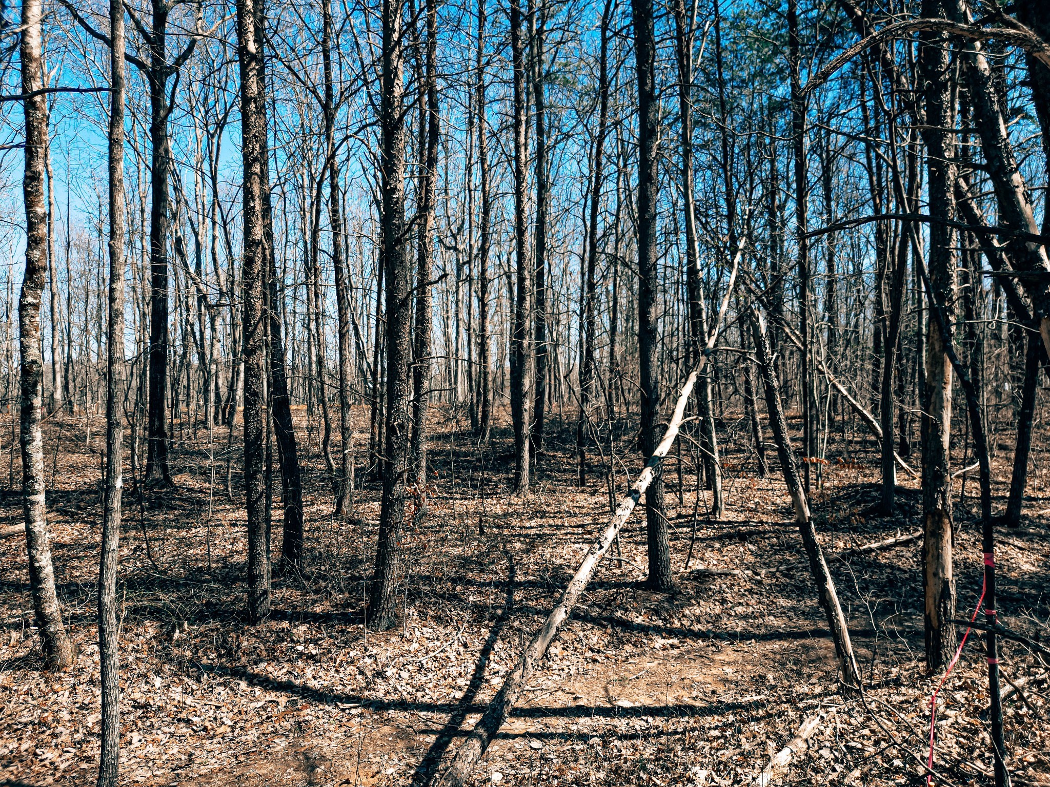 73 Twilight Point Monteagle, TN 37356 - Photo 9 of 13 a very nice looking yard