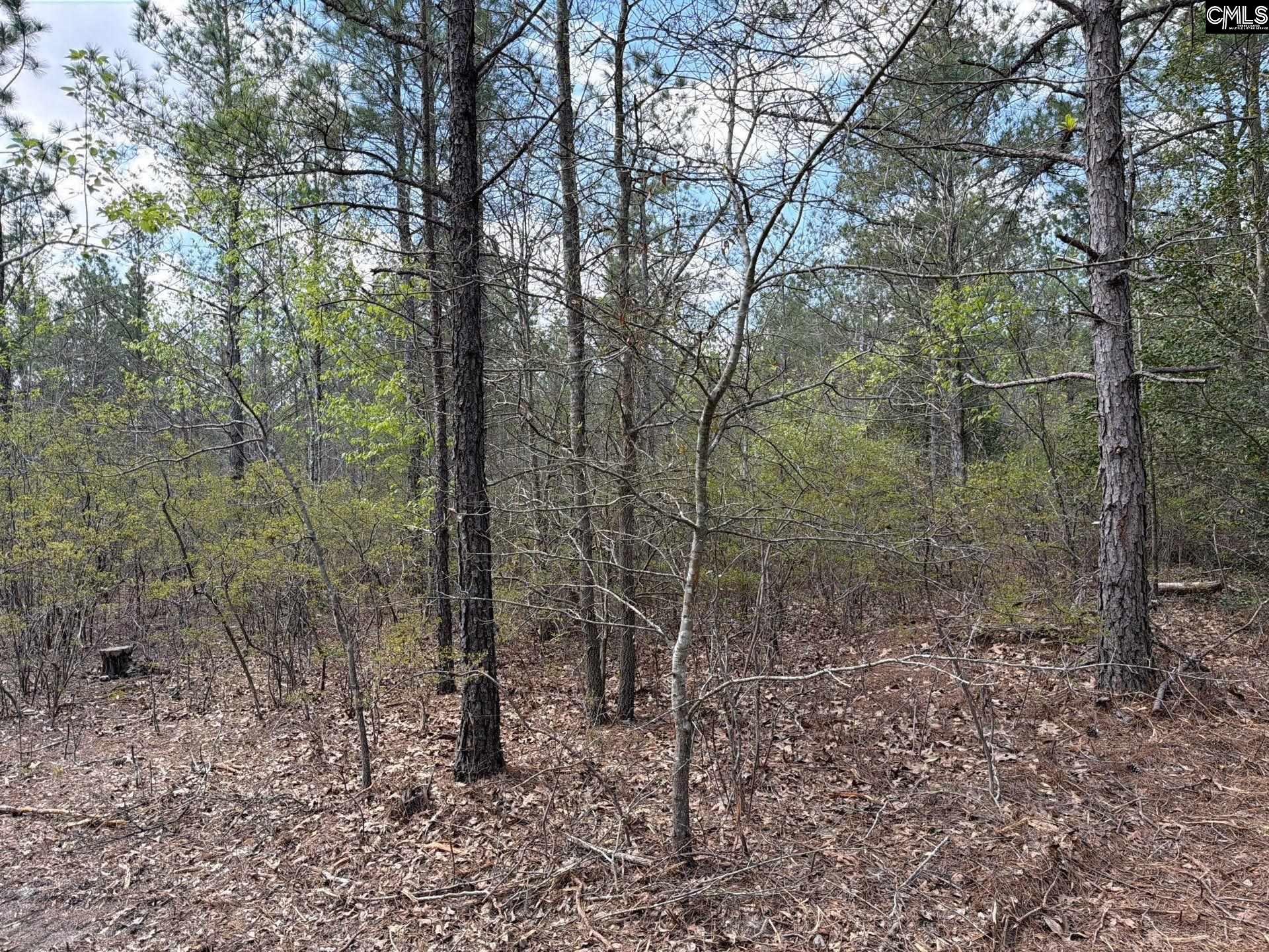 3 Mt Calvary Rd Ridge Spring Ridge Spring, SC 29129 - Photo 9 of 27